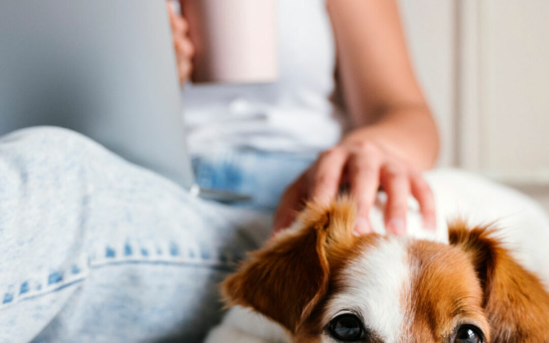 Summer Tech Gadgets for Pets
